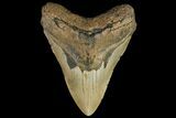 Fossil Megalodon Tooth - North Carolina #109798-1